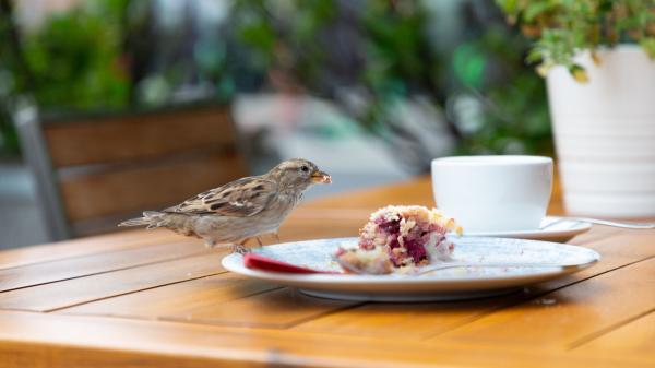 Estos alimentos comunes son peligrosos para los gorriones (y se los podrías estar dando sin saberlo) - Azúcares refinados: el metabolismo del gorrión no admite dulces humanos 