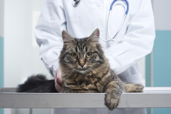 Tenia en gatos: síntomas, contagio y tratamiento - ¿Cómo eliminar la tenia en gatos?