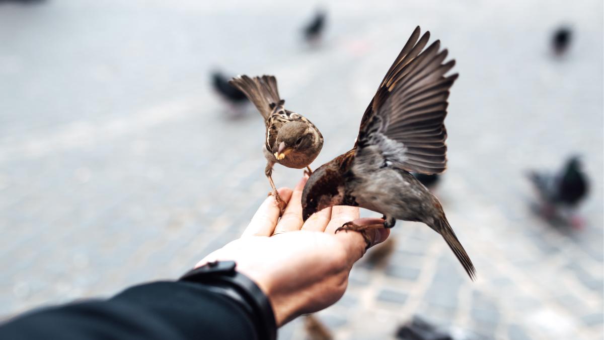 Estos alimentos comunes son peligrosos para los gorriones (y se los podrías estar dando sin saberlo)