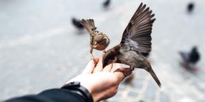 Estos alimentos comunes son peligrosos para los gorriones (y se los podrías estar dando sin saberlo)