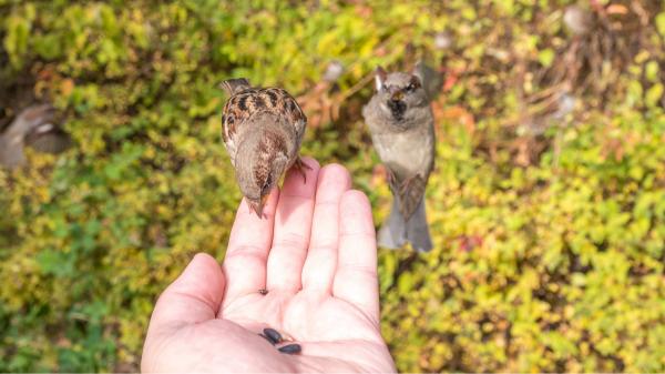 Estos alimentos comunes son peligrosos para los gorriones (y se los podrías estar dando sin saberlo) - Frutos secos condimentados o procesados: el “snack” prohibido para estas aves