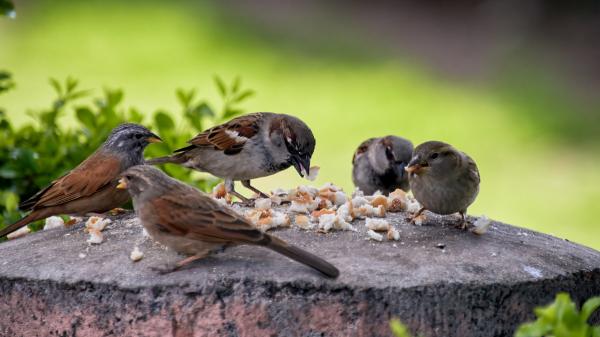 Estos alimentos comunes son peligrosos para los gorriones (y se los podrías estar dando sin saberlo) - Pan blanco y productos refinados: el error más frecuente al alimentar gorriones