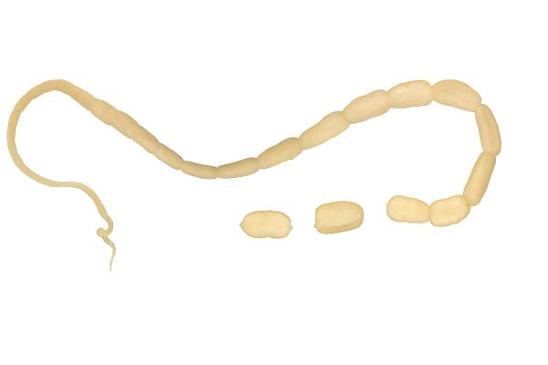 Tenia en gatos: síntomas, contagio y tratamiento - ¿Qué es la tenia en gatos?