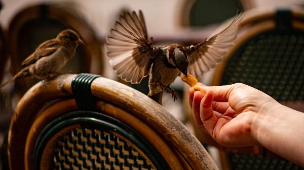 Estos alimentos comunes son peligrosos para los gorriones (y se los podrías estar dando sin saberlo) - Sal y alimentos salados: por qué el exceso de sodio puede ser letal