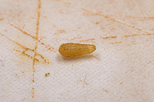 Tenia en gatos: síntomas, contagio y tratamiento - Síntomas de tenia en gatos