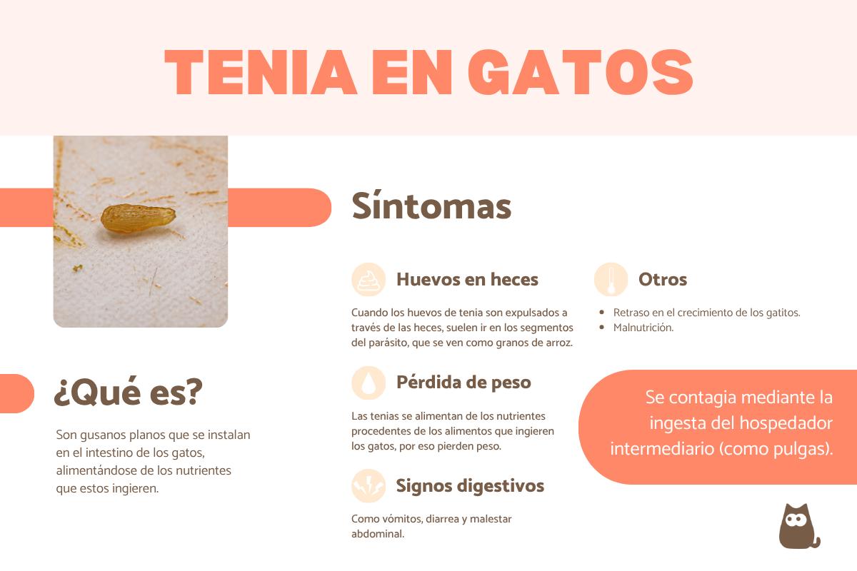 Tenia en gatos: síntomas, contagio y tratamiento