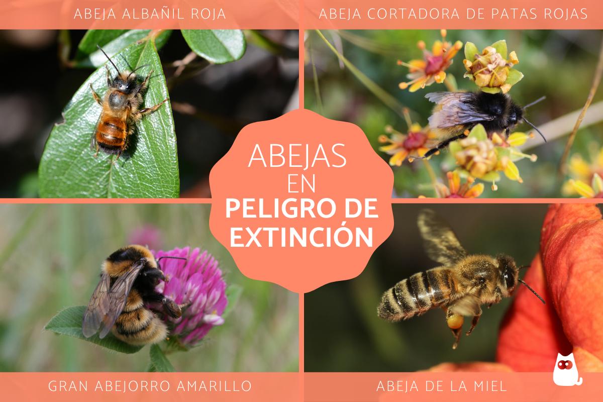 Abejas en peligro de extinción