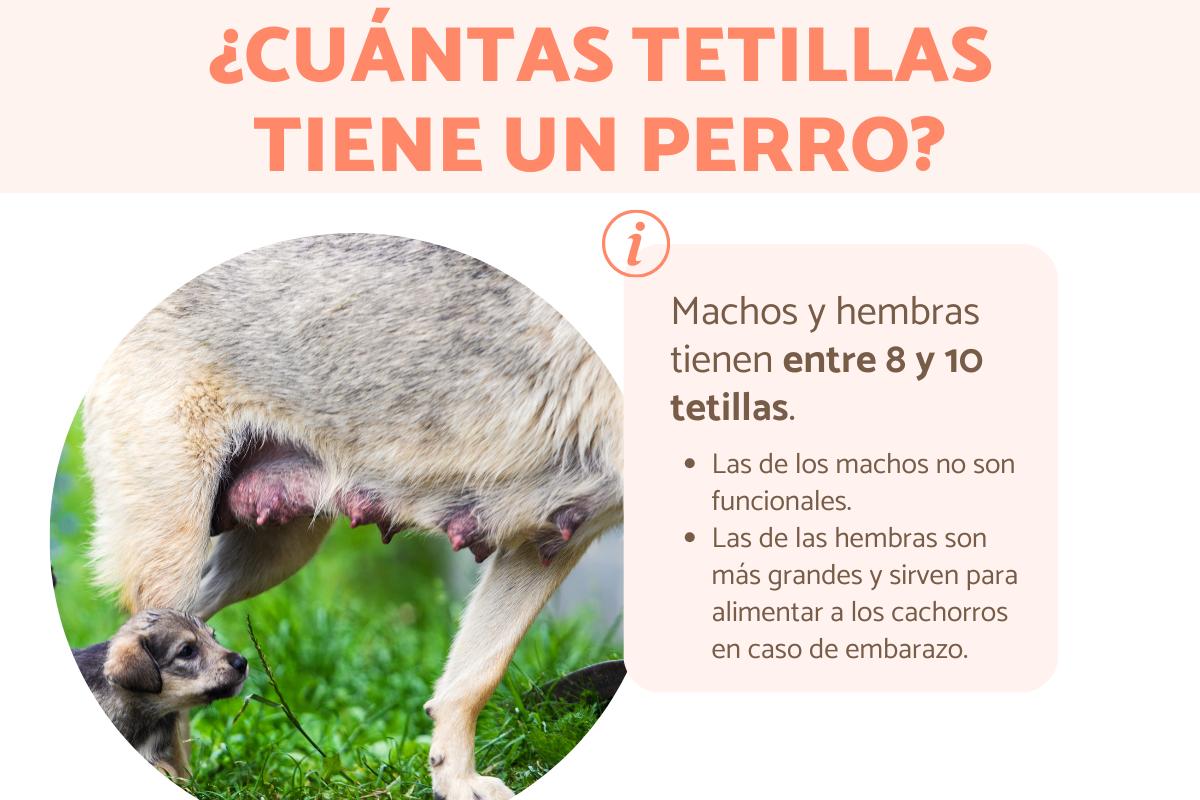 ¿Cuántas tetillas tiene un perro?