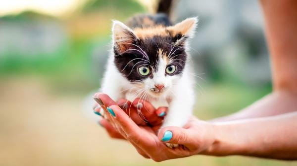 La generación Z prefiere a los gatos: por qué han desplazado a los perros como sus favoritos - Del perro de la pandemia al gato del presente