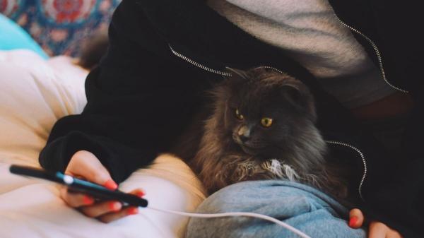 La generación Z prefiere a los gatos: por qué han desplazado a los perros como sus favoritos - Los datos avalan que el auge del gato como tendencia global es imparable