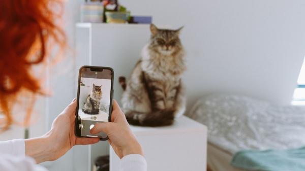 La generación Z prefiere a los gatos: por qué han desplazado a los perros como sus favoritos - Los gatos son los reyes del contenido Gen Z