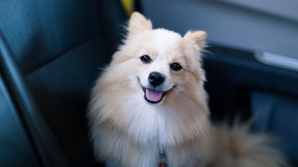 Llevar a tu perro en el coche sin ventilación no solo es peligroso, está prohibido por ley (y estas son las consecuencias) - Así debe ir tu perro en el coche para evitar multas