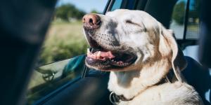 Llevar a tu perro en el coche sin ventilación no solo es peligroso, está prohibido por ley (y estas son las consecuencias)