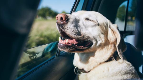 Llevar a tu perro en el coche sin ventilación no solo es peligroso, está prohibido por ley (y estas son las consecuencias)