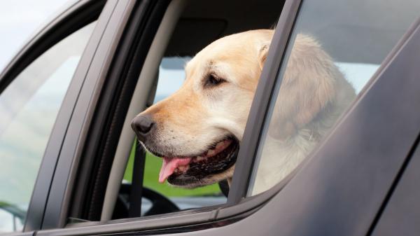 Llevar a tu perro en el coche sin ventilación no solo es peligroso, está prohibido por ley (y estas son las consecuencias) - Mantener una adecuada temperatura es obligatorio para llevar a tu perro en el coche