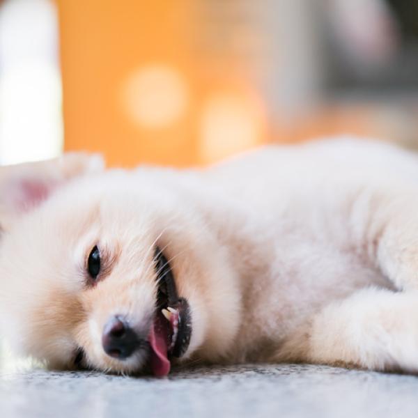 por qué mi cachorro no come su comida