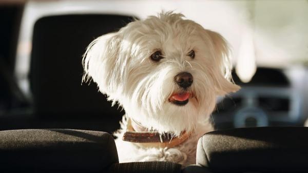 Llevar a tu perro en el coche sin ventilación no solo es peligroso, está prohibido por ley (y estas son las consecuencias) - Tampoco debes dejar a tu perro solo en el coche: el riesgo puede ser mortal