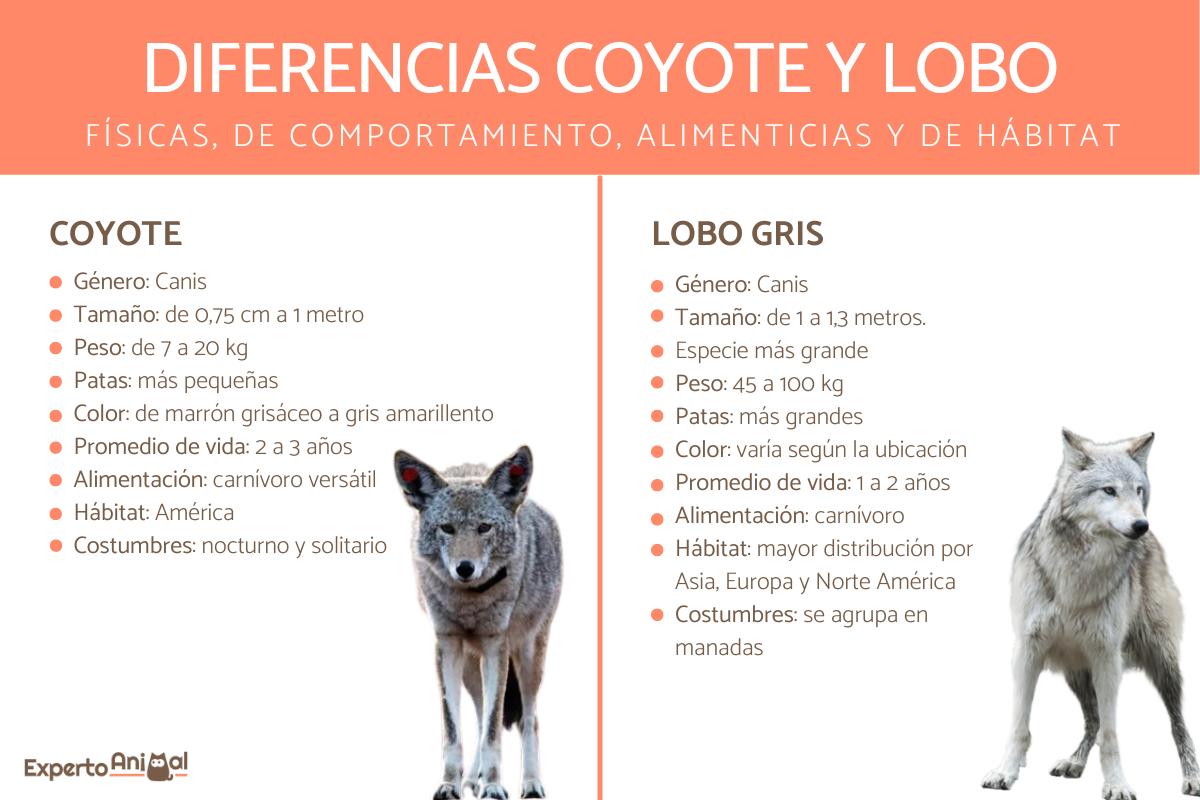 Diferencias entre coyote y lobo