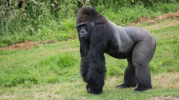 España endurece las normas: se prohíbe el uso de grandes simios en espectáculos, publicidad y experimentación - Endurecimiento legal en la protección de los grandes simios