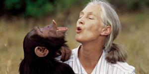 España endurece las normas: se prohíbe el uso de grandes simios en espectáculos, publicidad y experimentación