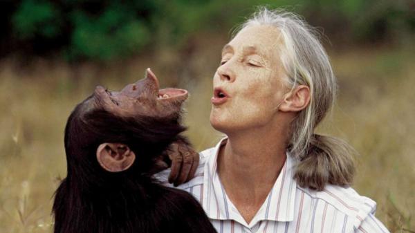 España endurece las normas: se prohíbe el uso de grandes simios en espectáculos, publicidad y experimentación