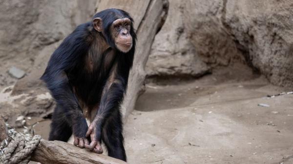 España endurece las normas: se prohíbe el uso de grandes simios en espectáculos, publicidad y experimentación - Qué ocurrirá con los animales que siguen en cautividad