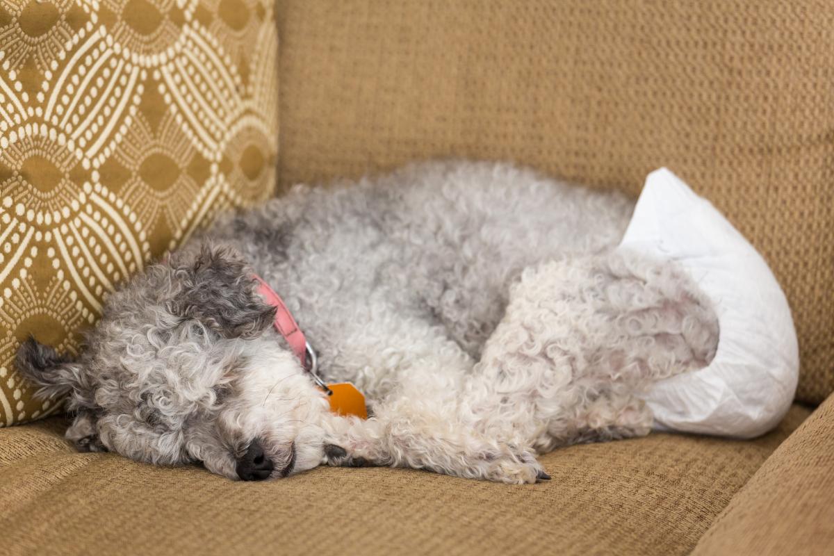 cómo se trata la incontinencia en perros de forma natural