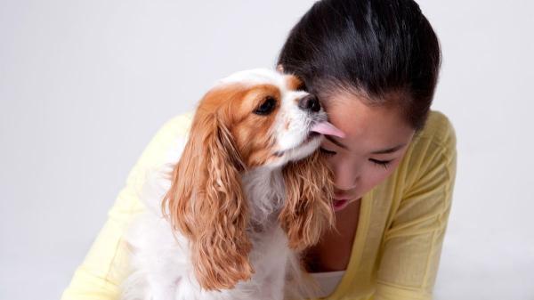 Los educadores caninos coinciden: “Tu perro no te lame solo por cariño, está intentando decirte algo” - “Un mismo gesto, diferentes significados”: el lamido también puede ser una petición de espacio