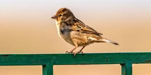 Adiós a los métodos agresivos: evita que los pájaros llenen de excrementos tu balcón o patio sin hacerles daño