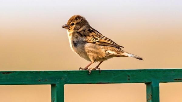 Adiós a los métodos agresivos: evita que los pájaros llenen de excrementos tu balcón o patio sin hacerles daño