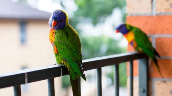 Adiós a los métodos agresivos: evita que los pájaros llenen de excrementos tu balcón o patio sin hacerles daño - La efectividad real de los ultrasonidos y los repelentes para ahuyentar pájaros