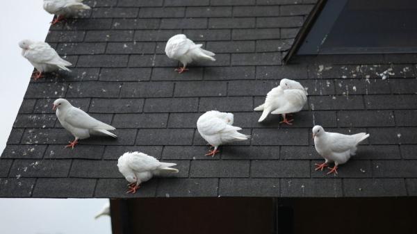 Adiós a los métodos agresivos: evita que los pájaros llenen de excrementos tu balcón o patio sin hacerles daño - La importancia de mantener el balcón limpio para evitar que los pájaros vuelvan