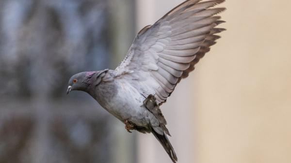 Adiós a los métodos agresivos: evita que los pájaros llenen de excrementos tu balcón o patio sin hacerles daño - La mejor estrategia para mantener alejadas a las aves es combinar varias medidas