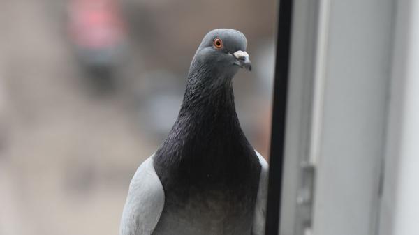 Adiós a los métodos agresivos: evita que los pájaros llenen de excrementos tu balcón o patio sin hacerles daño - Las razones por las que los pájaros se posan y defecan en tu balcón o terraza