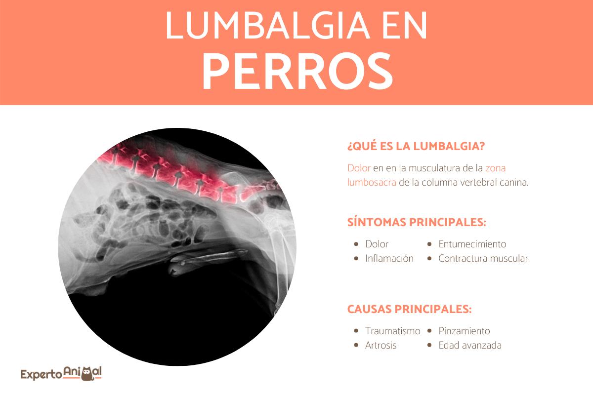 Lumbalgia en perros - Diagnóstico y tratamiento