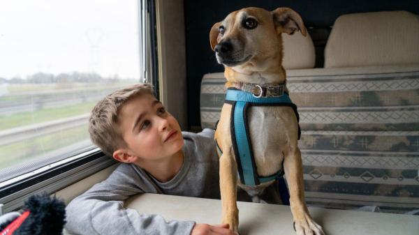 Renfe da un giro a los viajes con mascotas: permitirá llevar perros de hasta 40 kilos en todos sus trenes desde esta fecha - Así será viajar con un perro grande en Renfe: sin transportín y con asiento reservado