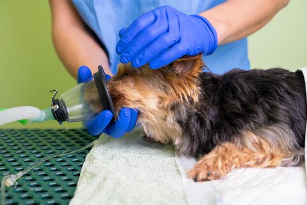 Fluimucil para perros: dosis, usos y efectos secundarios - ¿Para qué sirve fluimucil en perros?