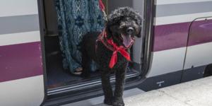 Renfe da un giro a los viajes con mascotas: permitirá llevar perros de hasta 40 kilos en todos sus trenes desde esta fecha