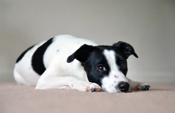 cuantos cachorros nacen en una camada de pointer portugues