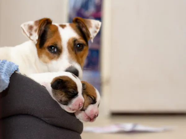 cuantos cachorros nacen en una camada de pointer portugues