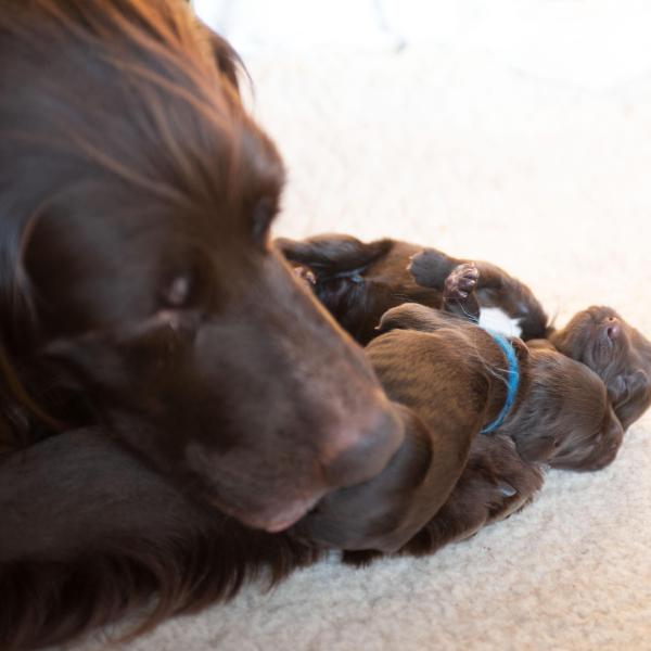 cuantos cachorros nacen en una camada de pointer portugues