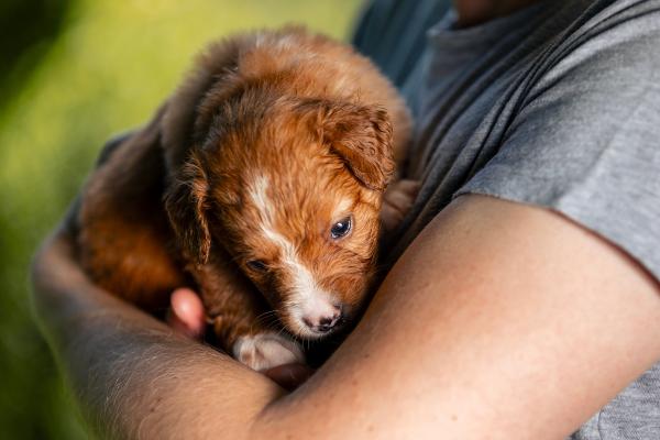 ¿Cuántas vacunas necesita un cachorro para salir a la calle? - ¿Puedo sacar a mi cachorro de 2 meses a la calle en brazos?