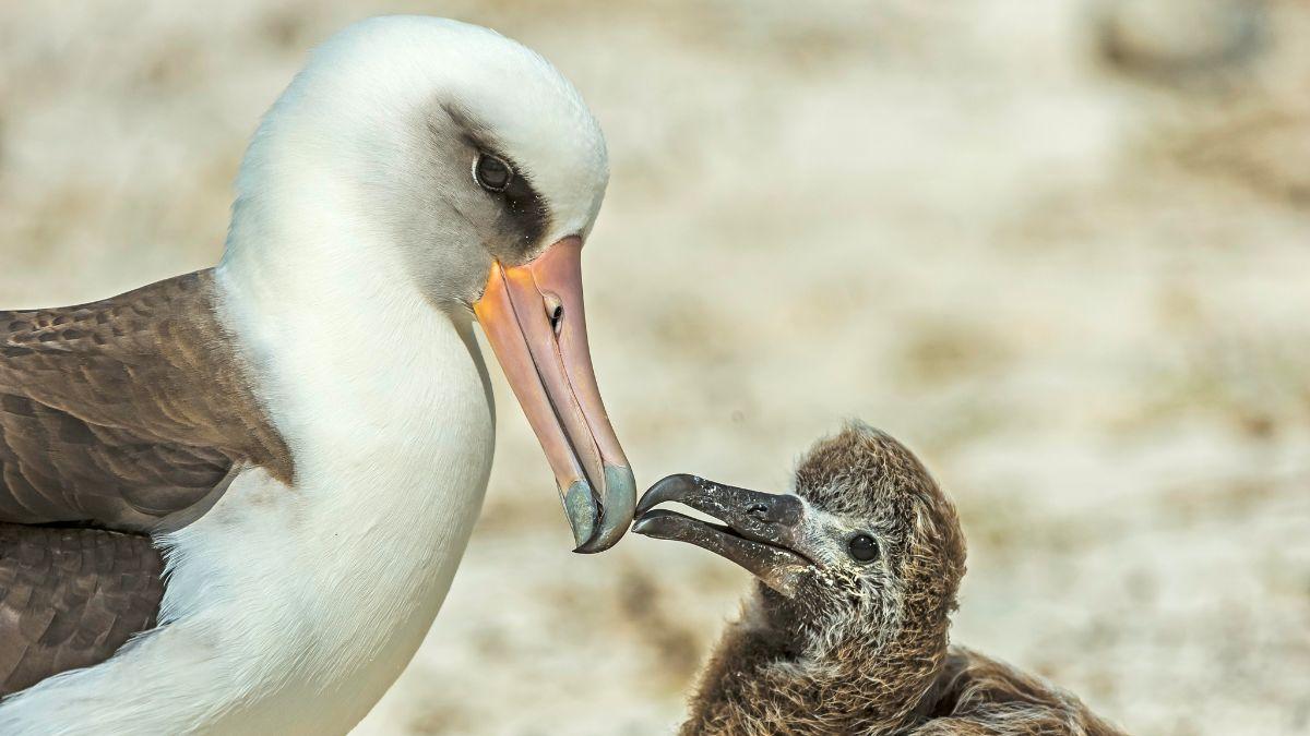 En 1956 marcaron a una albatros con una anilla: 70 años después, descubrieron que seguía regresando a la misma colonia para criar