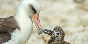 En 1956 marcaron a una albatros con una anilla: 70 años después, descubrieron que seguía regresando a la misma colonia para criar