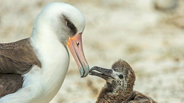 En 1956 marcaron a una albatros con una anilla: 70 años después, descubrieron que seguía regresando a la misma colonia para criar