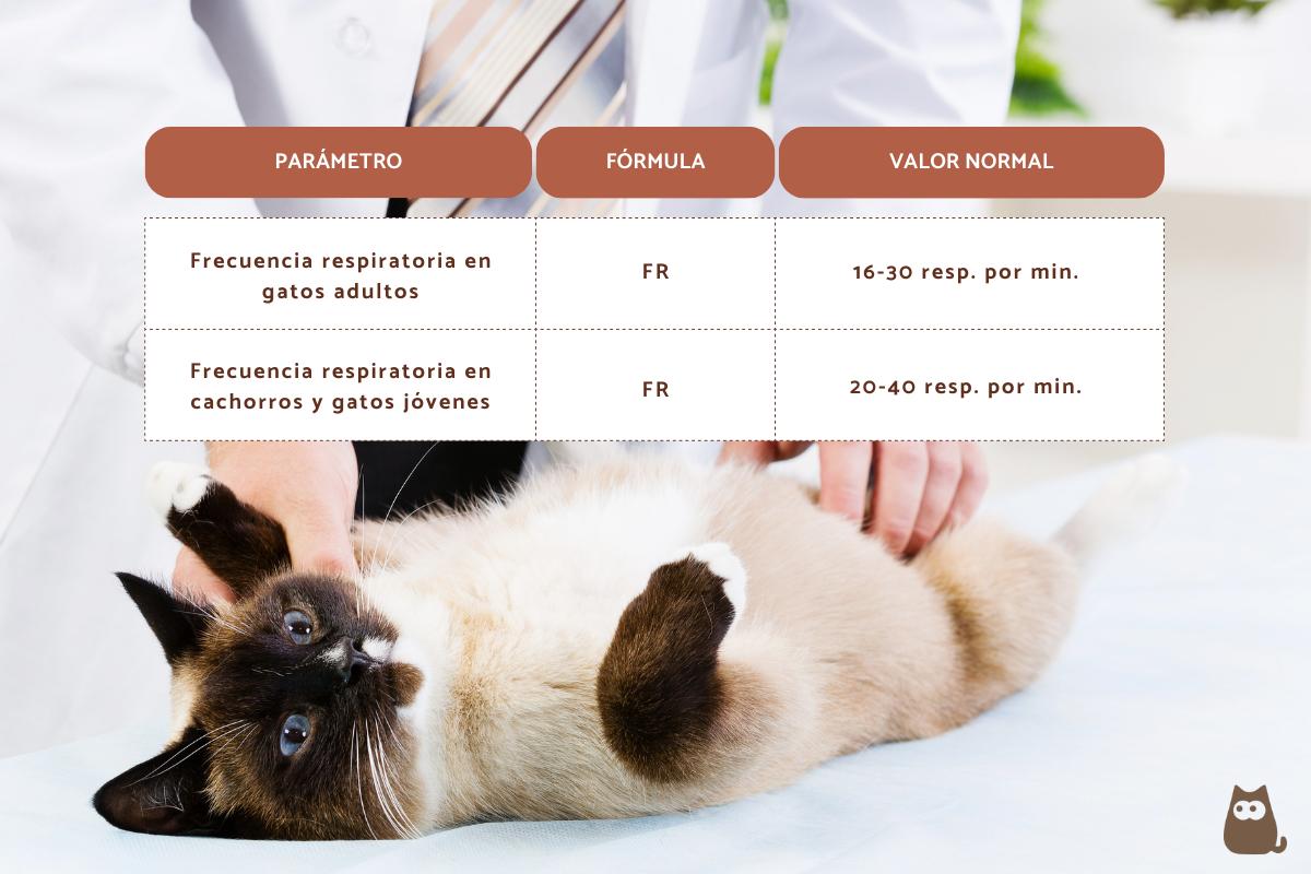 Frecuencia respiratoria en gatos: cuál es y cómo medirla