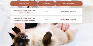 Frecuencia respiratoria en gatos: cuál es y cómo medirla