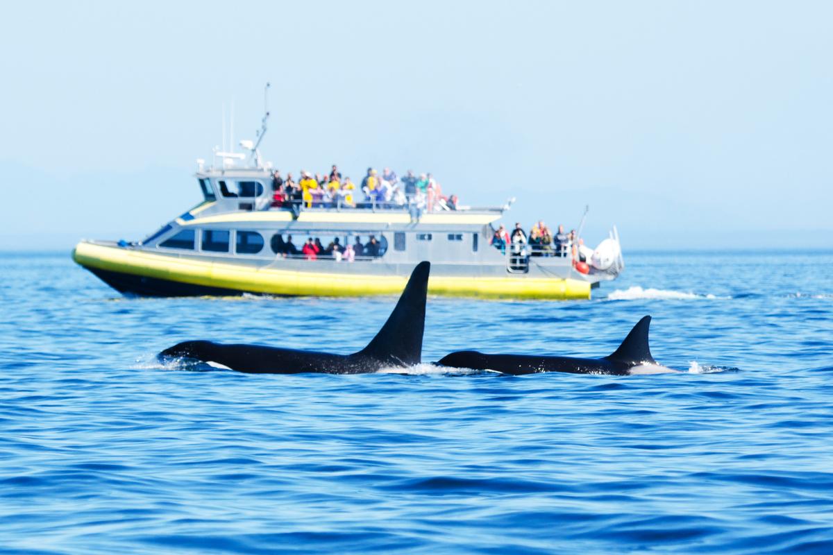 ¿Las orcas atacan a los humanos?