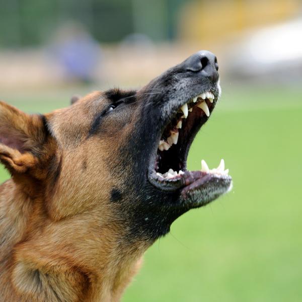 son pastores alemanes perros agresivos