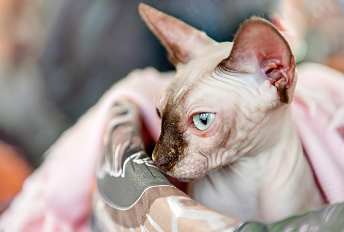 ¿Por qué mi gato sphynx tiene pelo?